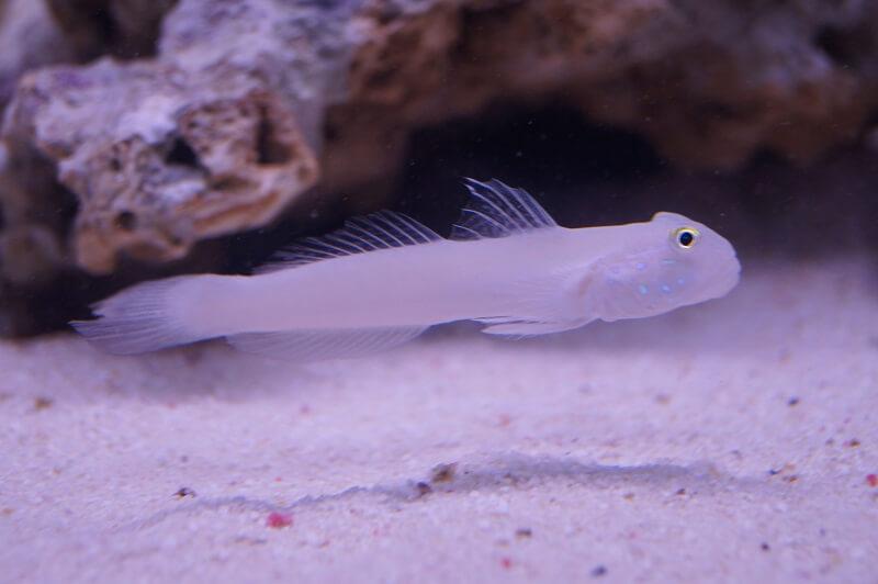 Sechspunkt Schläfergrundel - Valenciennea sexguttata