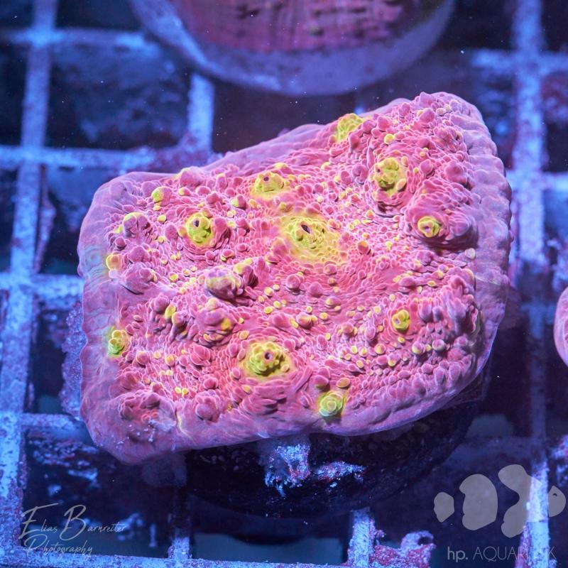 Chalice Vulcanic Spotted