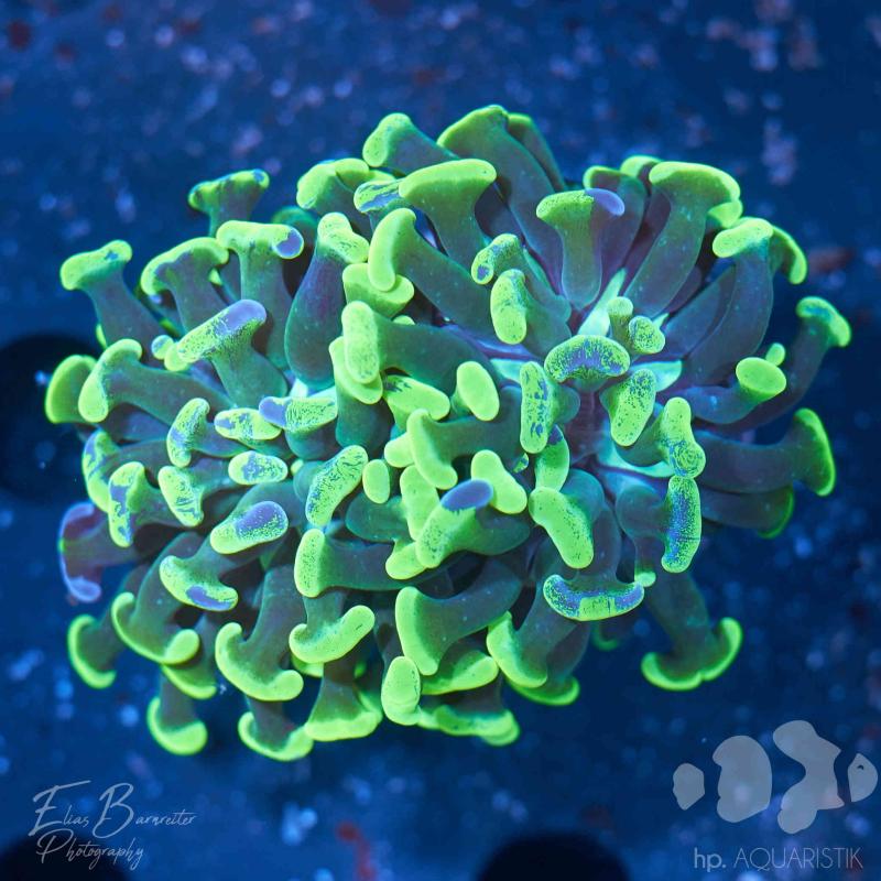 Euphyllia Hammer Grün