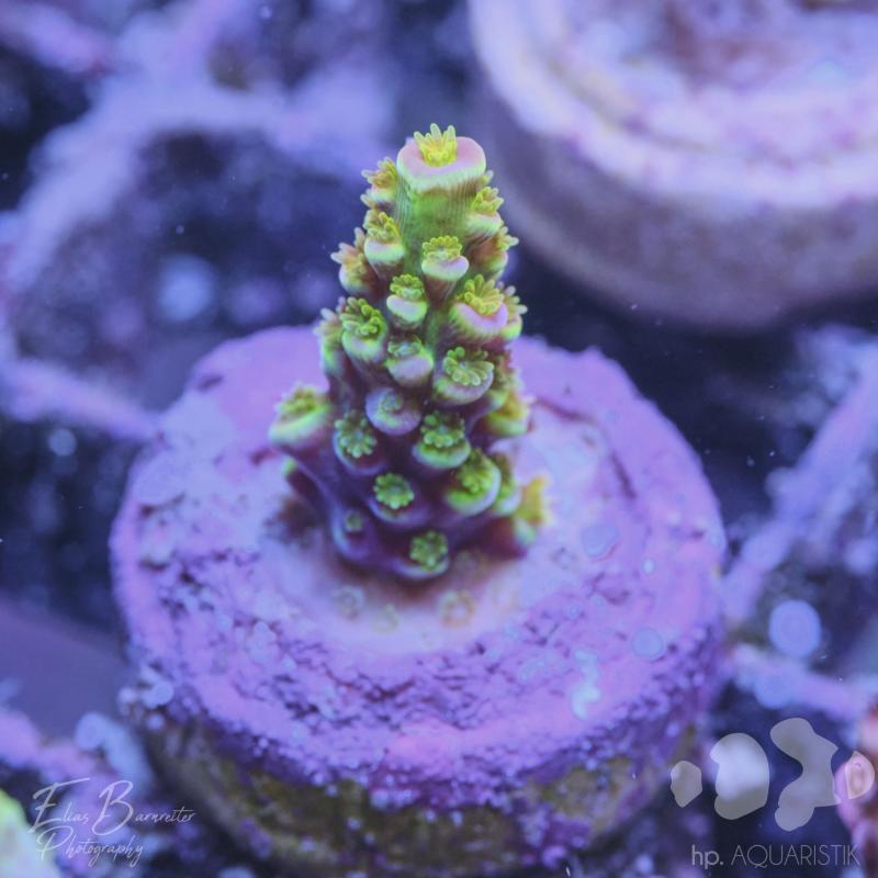 Acropora Walt Disney