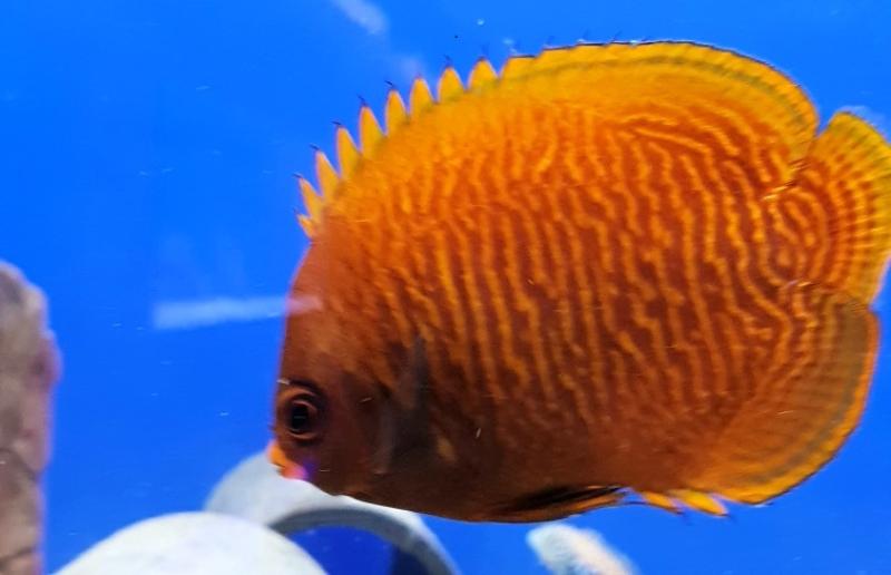 Goldstreifen Zwergkaiserfisch - Centropyge aurantia