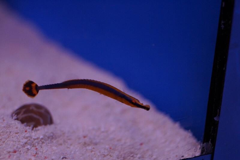 Blaustreifen Seenadel PAAR - Doryrhamphus excisus excisus PAAR
