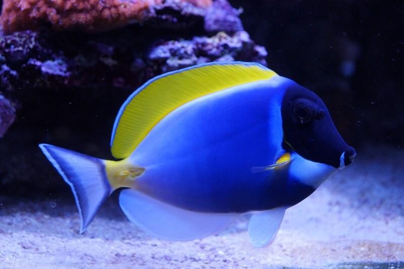 Weißkehl Doktorfisch - Acanthurus leucosternon