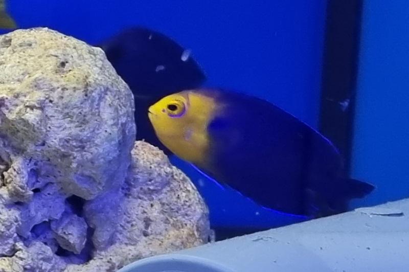 Blauer Zwergkaiserfisch & Nachzuchten - Centropyge argi - Auswahl: Keine Nachzucht