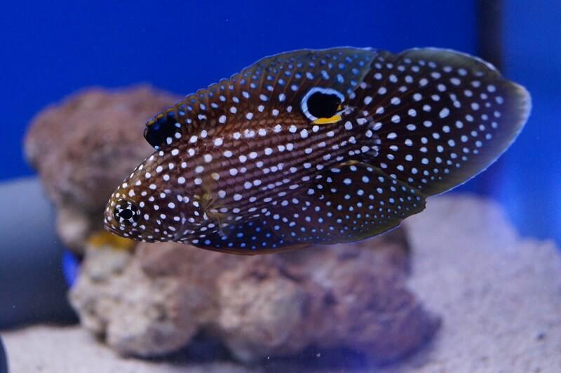 Echter Mirakelbarsch & Nachzuchten - Calloplesiops altivelis - Auswahl: Keine Nachzucht