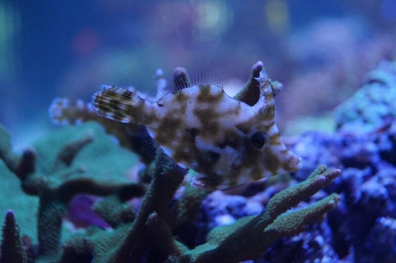 Seegrasfeilenfisch & Nachzuchten - Acreichthys tomentosus - Auswahl: Keine Nachzucht