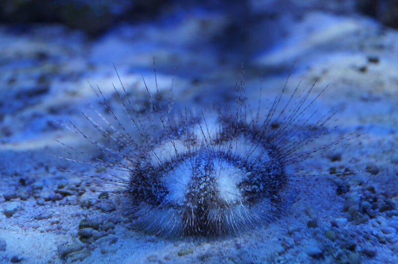 Herzseeigel - Maretia planulata