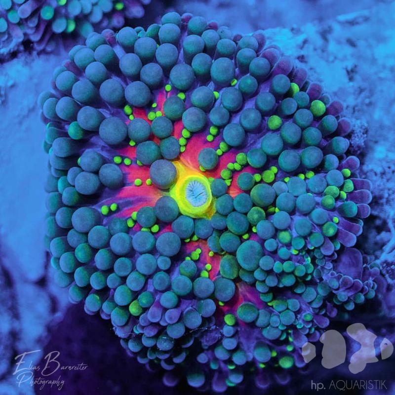 Scheibenanemone - HP Barcadi´s Breath Ultra Ricordea florida