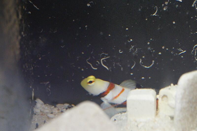 Dracula Wächtergrundel - Stonogobiops dracula + Knallkrebs Alpheus randalli - Symbiose: Grundel mit Knallkrebs