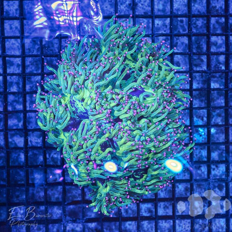 Wunderkoralle - Catalaphyllia jardinei Ultra