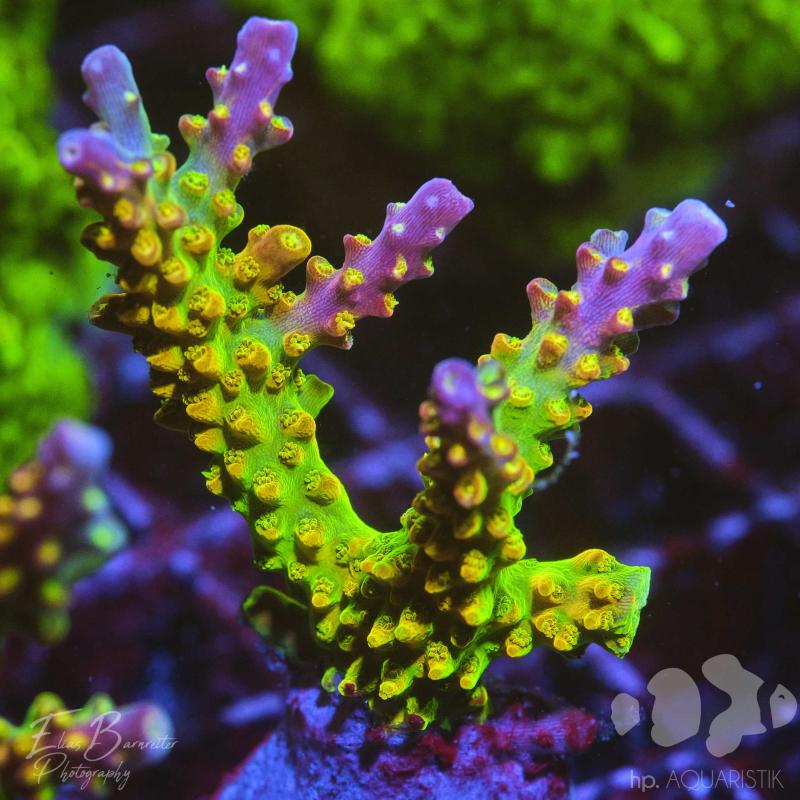 Acropora Mango Garden