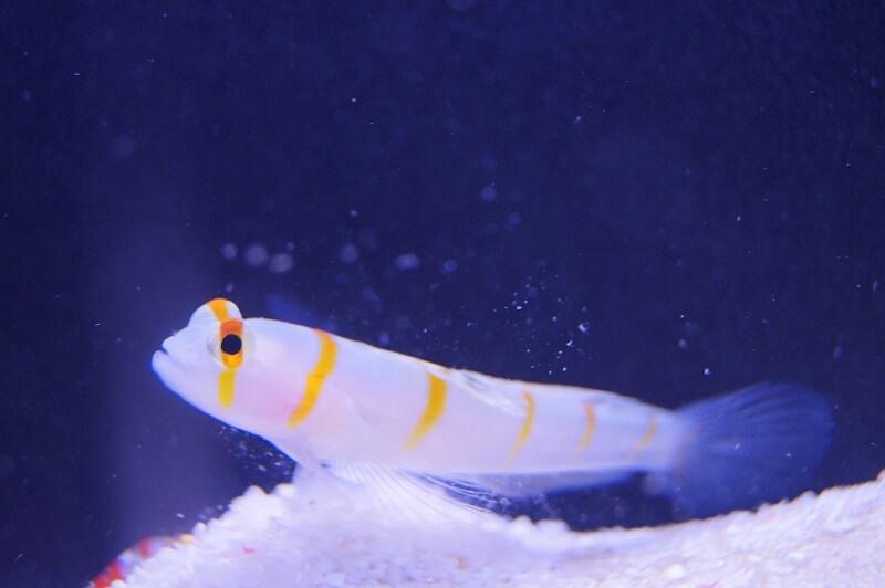 Randall´s Partner Grundel - Amblyeleotris randalli + Knallkrebs Alpheus bellulus - Symbiose: Grundel mit Knallkrebs