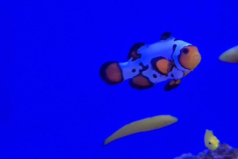 Anemonenfisch Nachzucht - Amphiprion ocellaris premium frostbite