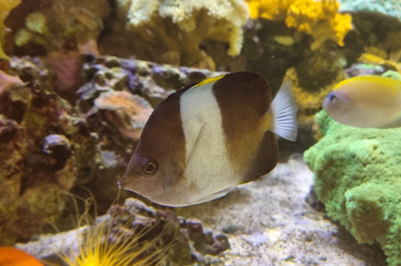 Schwarzer Pyramiden-Falterfisch - Hemitaurichthys zoster
