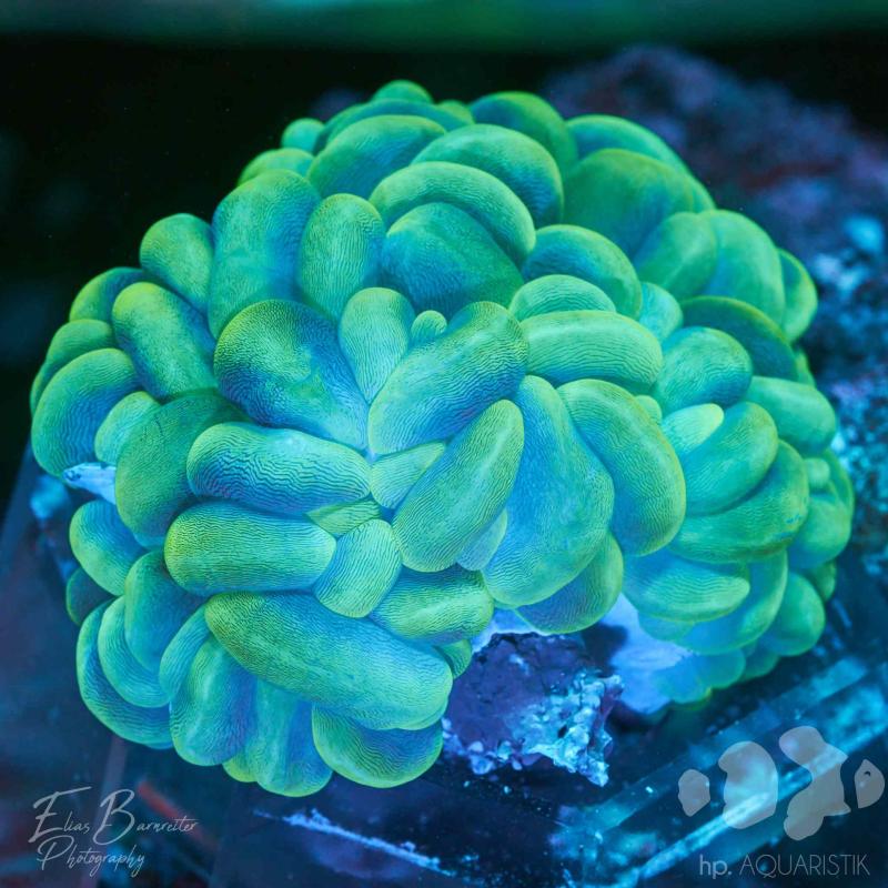 Blasenkoralle Toxic green