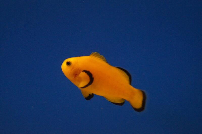 Anemonenfisch Nachzucht - Amphiprion Ocellaris naked