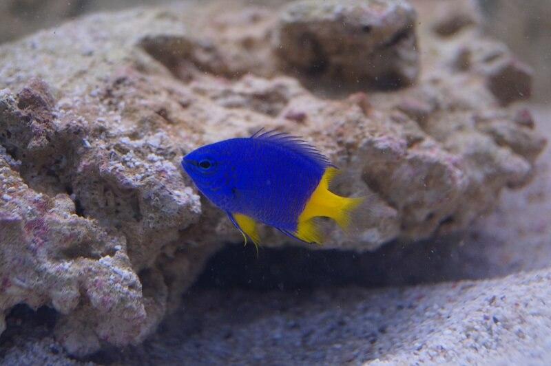 Gelbschwanzdemoiselle - Chrysiptera parasema