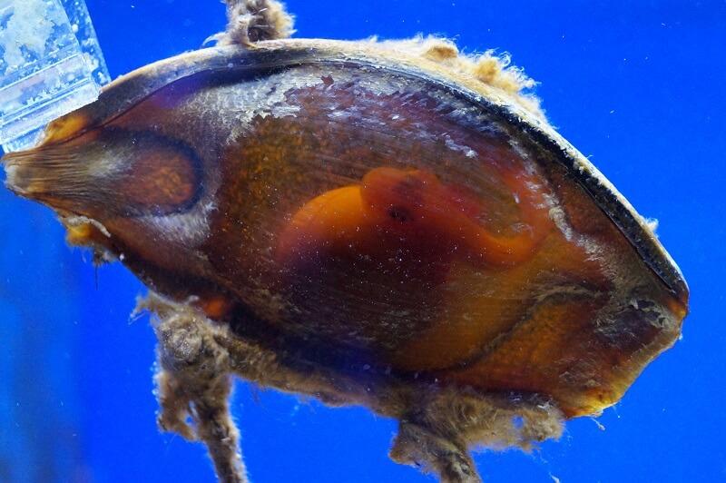 Braungebänderter Bambushai EI* - Chiloscyllium punctatum