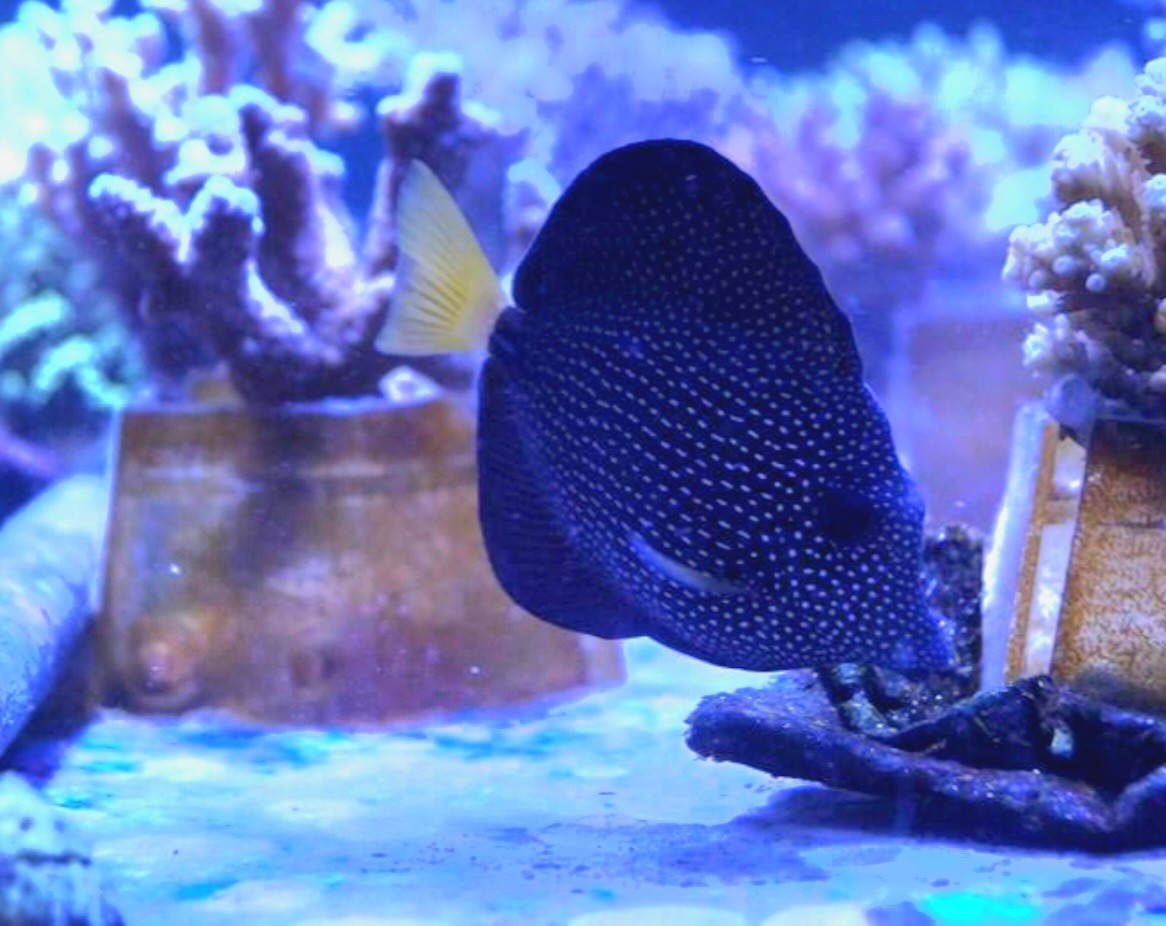 Mauritius Segelflossen Doktor - Zebrasoma gemmatum