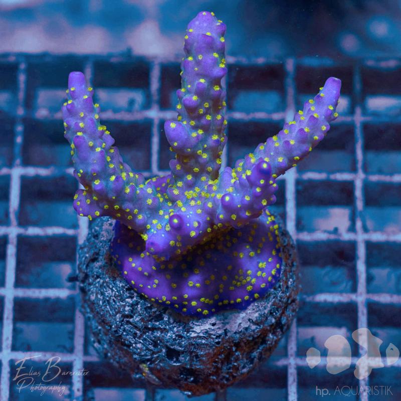 Acropora Tricolor