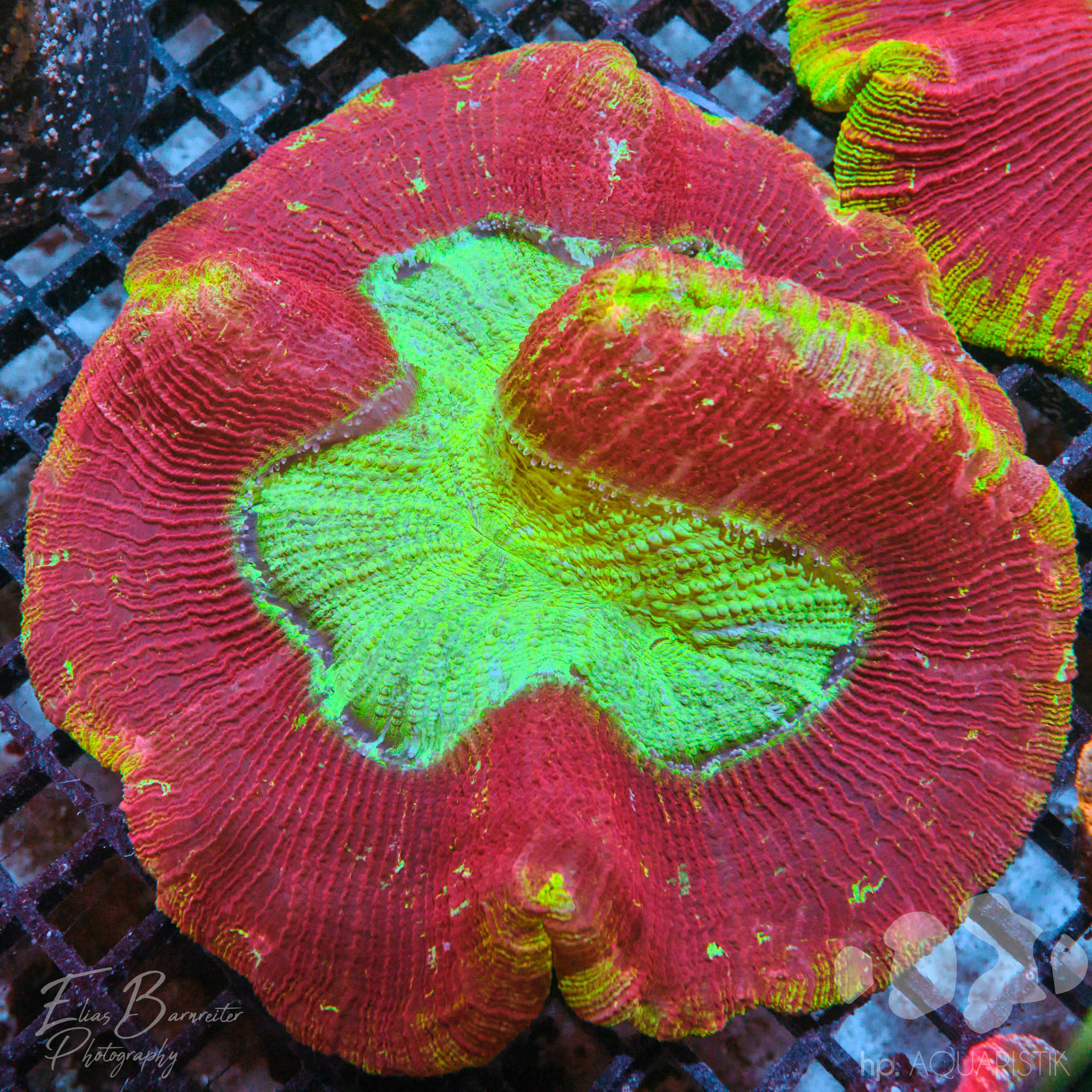 Trachyphyllia Ultra 2