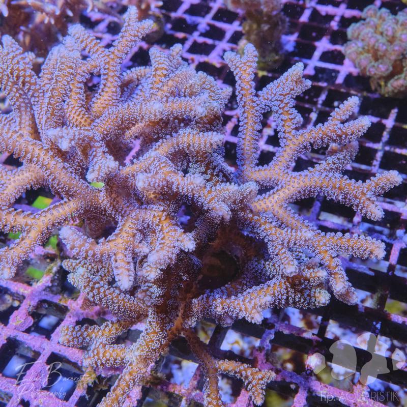 Seriatopora Silver