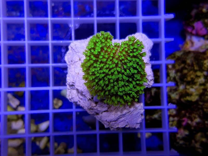 Pilzlederkoralle - Sarcophyton ultra grün