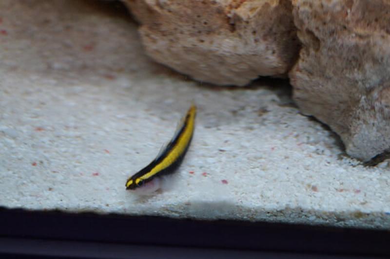 Neongrundel Nachzucht - Elacatinus figaro