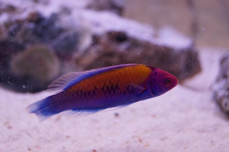 Orangerücken Zwerglippfisch - Cirrhilabrus aurantidorsalis