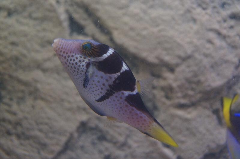 Sattel- Spitzkopfkugelfisch - Canthigaster valentini