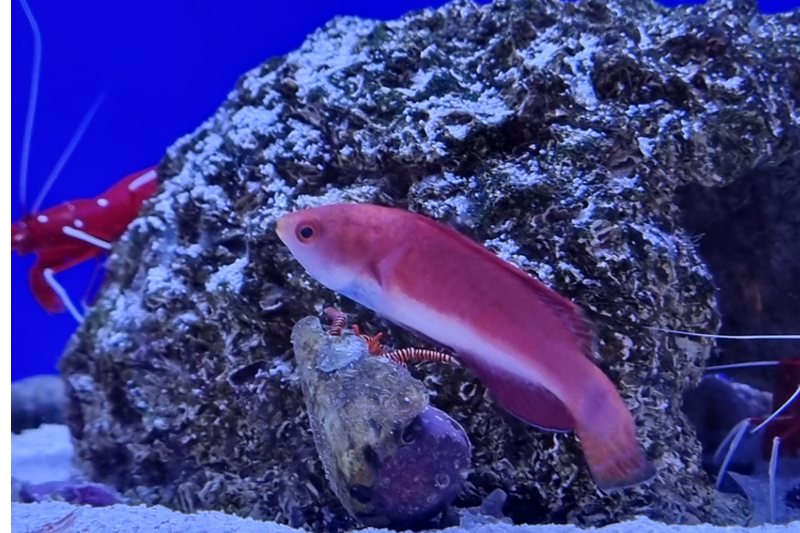 Wimpel-Zwerglippfisch - Cirrhilabrus filamentosus