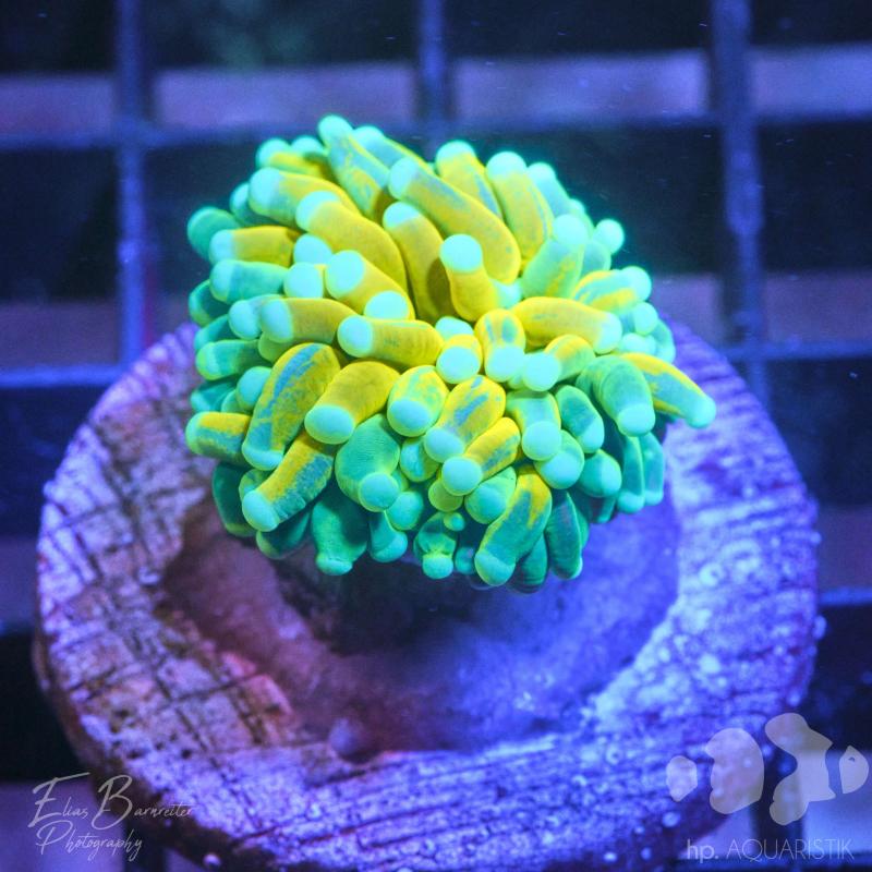 Euphyllia Tiger Torch