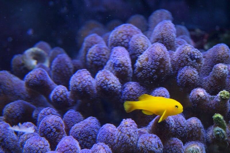 Gelbe Korallengrundel - Gobiodon okinawae