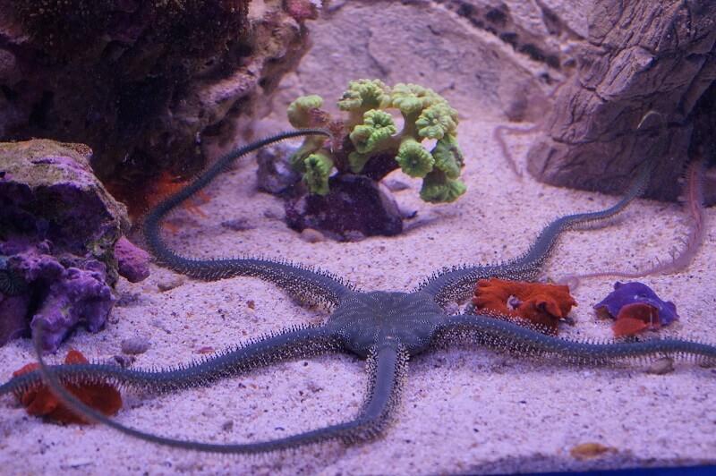 Schlangenseestern olivgrün - Ophiarachna incrassata