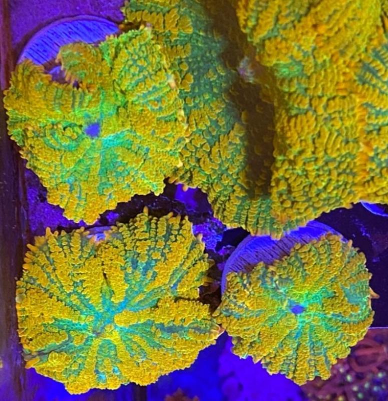 Tequila Sunrise Scheibenanemone