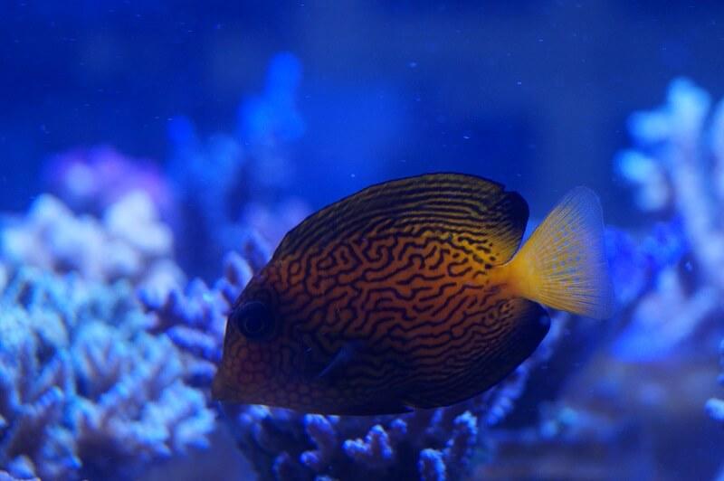 Chevron-Borstenzahndoktor - Ctenochaetus hawaiiensis