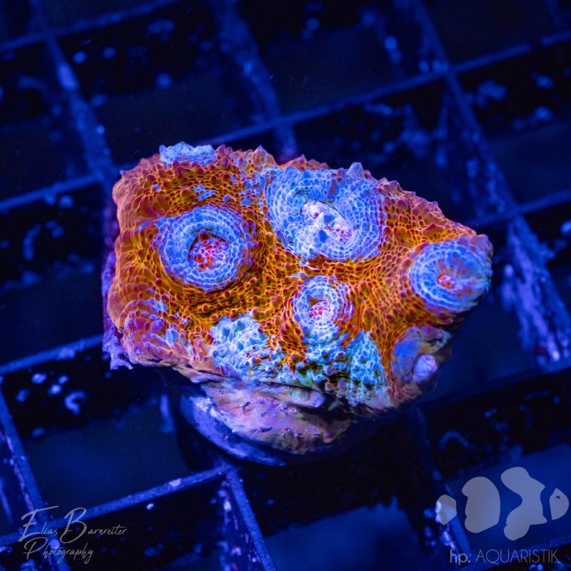 Chalice Orange Fireblade