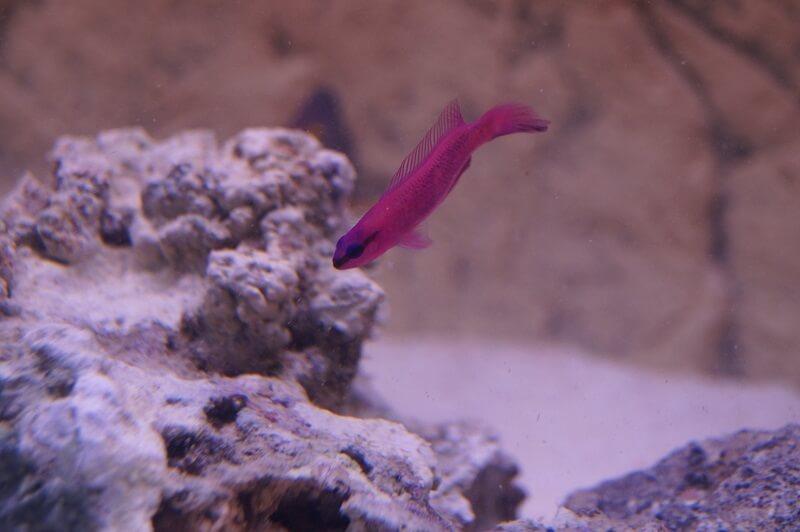 König-Salomon Zwergbarsch & Nachzuchten - Pseudochromis fridmani - Auswahl: Keine Nachzucht