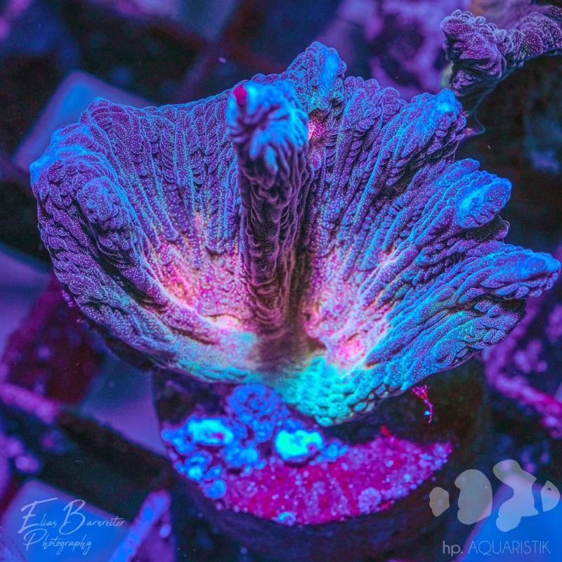 Pectinia Black Panther