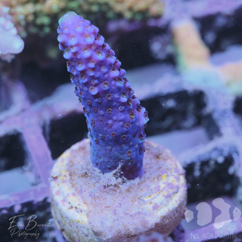 Acropora Humilis Blau