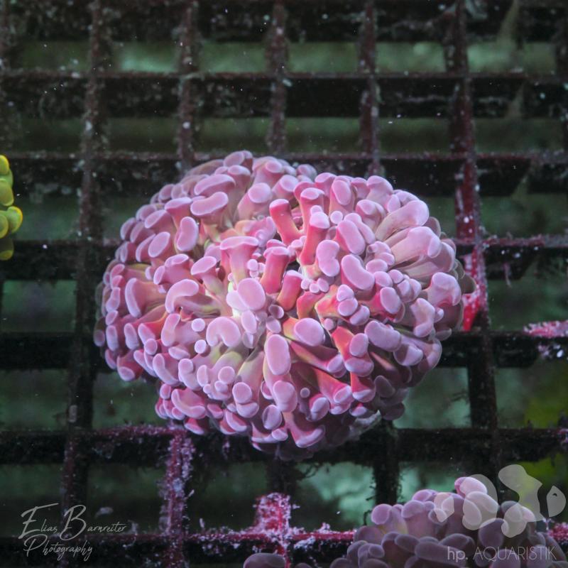 Euphyllia Lila Hammer