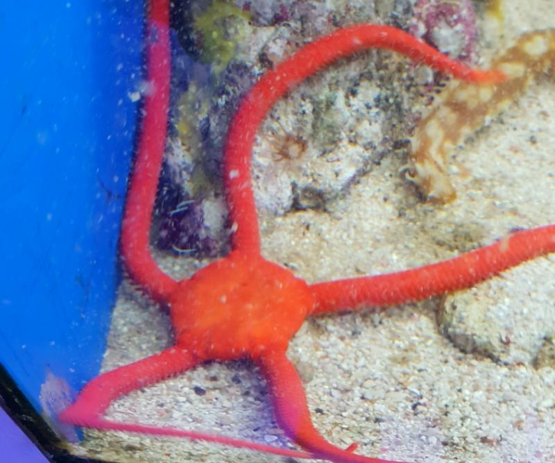 Roter Schlangenseestern - Ophioderma squamosissima