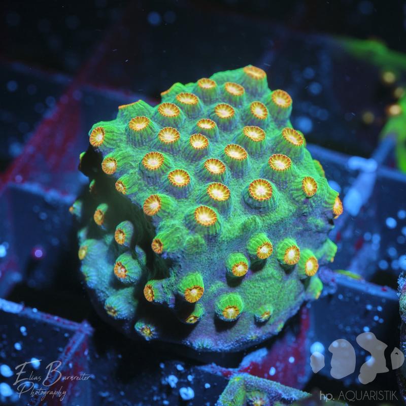 Cyphastrea Octopus Garden